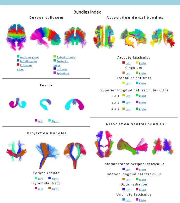 The bundles index: corpus callosum, fornix, projection, association dorsal and association ventral bundles, each with its color key